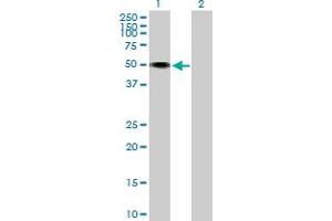 Western Blot analysis of HNT expression in transfected 293T cell line by HNT MaxPab polyclonal antibody. (Neurotrimin Antikörper  (AA 1-316))