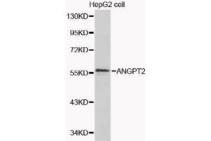 Western blot analysis of extracts of various cell lines, using ANGPT2 antibody. (Angiopoietin 2 Antikörper  (AA 197-496))