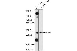Western blot analysis of extracts of various cell lines, using RhoA antibody (ABIN3020848, ABIN3020849, ABIN3020850 and ABIN6213755) at 1:1000 dilution. (RHOA Antikörper  (C-Term))