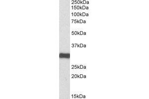Western Blotting (WB) image for anti-Electron-Transfer-Flavoprotein, alpha Polypeptide (ETFA) (AA 309-321) antibody (ABIN793107) (ETFA Antikörper  (AA 309-321))