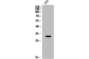 Western Blot analysis of 3T3 cells using Phospho-20S Proteasome α3 (S250) Polyclonal Antibody (PSMA3 Antikörper  (pSer250))