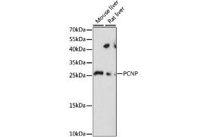 Western blot analysis of extracts of various cell lines, using PCNP antibody. (PCNP Antikörper)