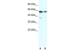 G22P1 antibody used at 1. (XRCC6 Antikörper  (N-Term))