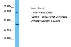 Host: Rabbit Target Name: OR8I2 Sample Type: Jurkat Whole Cell lysates Antibody Dilution: 1. (OR8I2 Antikörper  (C-Term))