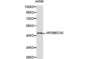 Western blot analysis of extracts of Jurkat cell line, using APOBEC3G antibody. (APOBEC3G Antikörper  (AA 60-330))