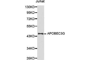 Western blot analysis of extracts of Jurkat cell line, using APOBEC3G antibody. (APOBEC3G Antikörper  (AA 60-330))