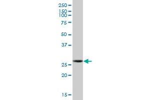 GCLM MaxPab polyclonal antibody. (GCLM Antikörper  (AA 1-274))
