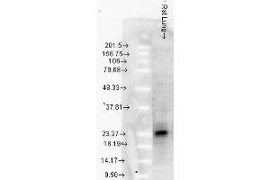 Western Blot analysis of Rat Lung tissue lysates showing detection of Hsp27 protein using Mouse Anti-Hsp27 Monoclonal Antibody, Clone 8A7 . (HSP27 Antikörper  (Biotin))