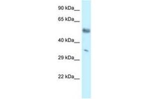 Image no. 1 for anti-Mohawk Homeobox (MKX) (C-Term) antibody (ABIN6747570)