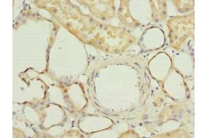 Immunohistochemistry of paraffin-embedded human kidney tissue using ABIN7165366 at dilution of 1:100 (FAM118A Antikörper  (AA 51-357))