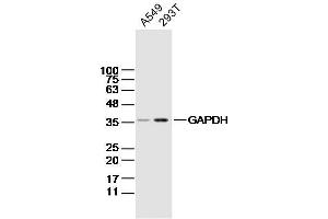 Lane 1: A549 Cell lysates; Lane 2: 293T Cell lysates; probed with GAPDH (4F8) Monoclonal Antibody, unconjugated (bsm-33033M) at 1:300 overnight at 4°C followed by a conjugated secondary antibody for 60 minutes at 37°C. (GAPDH Antikörper)
