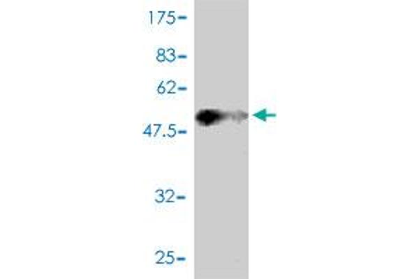 DNAJC3 Antikörper  (AA 1-234)