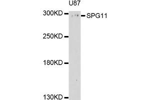 Western blot analysis of extracts of U-87MG cells, using SPG11 antibody (ABIN4905280) at 1:1000 dilution. (SPG11 Antikörper)