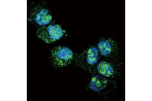 Confocal immunofluorescent analysis of UCHL1 Antibody (N-term) (ABIN388868 and ABIN2839164) with NCI- cell followed by Alexa Fluor 488-conjugated goat anti-rabbit lgG (green). (UCHL1 Antikörper  (N-Term))