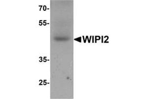 Western blot analysis of WIPI2 in human testis tissue lysate with WIPI2 Antibody  at 1 μg/ml.