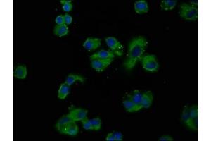 Immunofluorescence (IF) image for anti-GNAS Complex Locus (GNAS) (AA 310-404) antibody (ABIN7165031)
