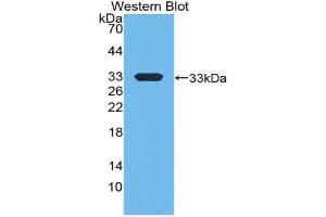 Detection of Recombinant EP300, Mouse using Polyclonal Antibody to E1A Binding Protein P300 (EP300) (p300 Antikörper  (AA 2124-2397))