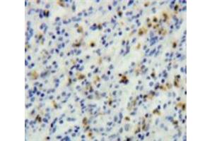IHC-P analysis of Spleen tissue, with DAB staining. (TCL1A Antikörper  (AA 1-114))