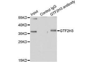 Immunoprecipitation analysis of 200ug extracts of HT-29 cells using 1ug GTF2H3 antibody. (GTF2H3 Antikörper  (AA 1-308))