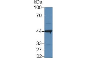 Western Blot; Sample: Human 293T cell lysate; Primary Ab: 5µg/ml Rabbit Anti-Human IL31RA Antibody Second Ab: 0. (IL31RA Antikörper  (AA 205-456))
