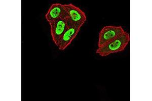 Immunofluorescence analysis of Hela cells using ZFP91 mouse mAb (green). (ZFP91 Antikörper  (AA 162-304))