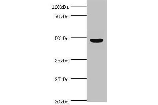 ECSIT antibody  (AA 185-431)