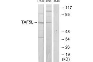 Western blot analysis of extracts from HT-29/COS7 cells, using TAF5L Antibody. (TAF5L Antikörper  (AA 291-340))