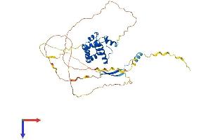 ARID3C Protein (AA 1-409) (His tag)
