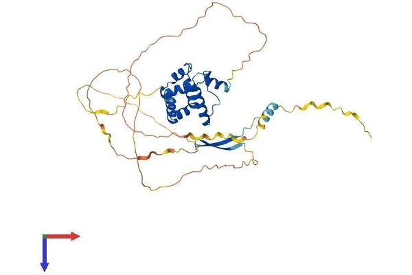 ARID3C Protein (AA 1-409) (His tag)