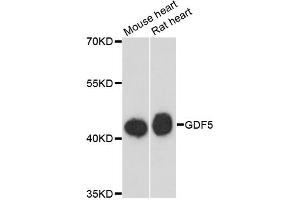 Western blot analysis of extracts of various cell lines, using GDF5 antibody (ABIN6290098) at 1:3000 dilution. (GDF5 Antikörper)