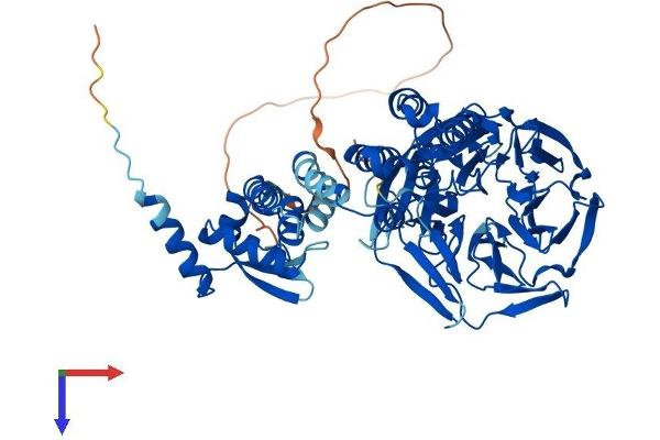 KLHL14 Protein (AA 1-628) (His tag)
