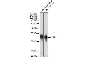 Western blot analysis of extracts of various cell lines, using PRSS2 antibody (ABIN7269580) at 1:5000 dilution. (PRSS2 Antikörper)
