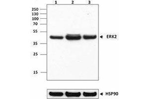 Western Blotting (WB) image for anti-Mitogen-Activated Protein Kinase 1 (MAPK1) antibody (ABIN2666104)