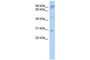 Image no. 1 for anti-HCLS1 Associated Protein X-1 (HAX1) (AA 107-156) antibody (ABIN6741123) (HAX1 Antikörper  (AA 107-156))