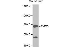 Western blot analysis of extracts of mouse liver, using FMO3 antibody. (FMO3 Antikörper)