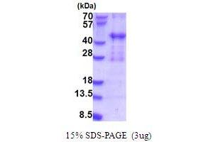 SDS-PAGE (SDS) image for PIH1 Domain Containing 2 (PIH1D2) (AA 1-315) protein (His tag) (ABIN6387503)