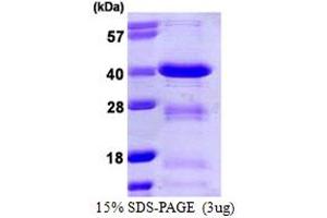 SDS-PAGE (SDS) image for POU Class 2 Associating Factor 1 (POU2AF1) (AA 1-256) protein (His tag) (ABIN667494)