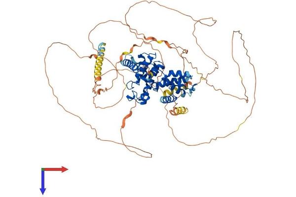 Cyclin T2 Protein (CCNT2) (AA 1-723) (His tag)
