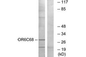 Western Blotting (WB) image for anti-Olfactory Receptor, Family 6, Subfamily C, Member 68 (OR6C68) (AA 261-310) antibody (ABIN2890949) (OR6C68 Antikörper  (AA 261-310))