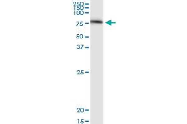 SERPING1 antibody  (AA 1-500)