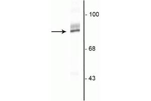 Western blot of HeLa cell lysate showing specific immunolabeling of the ~90 kDa RSK2 protein. (RPS6KA2 Antikörper  (C-Term))