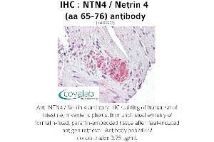 Image no. 1 for anti-Netrin 4 (NTN4) (AA 65-76), (Internal Region) antibody (ABIN1737559) (Netrin 4 Antikörper  (Internal Region))