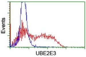 Image no. 2 for anti-Ubiquitin-Conjugating Enzyme E2E 3 (UBE2E3) antibody (ABIN1501619) (UBE2E3 Antikörper)