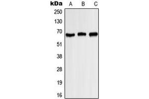 Western blot analysis of Kv1. (KCNA3 Antikörper  (pTyr187))