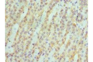 Immunohistochemistry of paraffin-embedded human kidney tissue using ABIN7142986 at dilution of 1:100 (ASAH1 Antikörper  (AA 146-395))