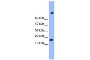 Image no. 1 for anti-Transmembrane Protein 42 (TMEM42) (N-Term) antibody (ABIN6744996) (TMEM42 Antikörper  (N-Term))