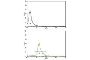 Flow cytometric analysis of NCI-H292 cells using CD105 antibody (bottom histogram) compared to a negative control (top histogram). (Endoglin Antikörper  (AA 380-409))