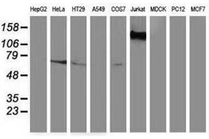 Image no. 2 for anti-Guanylate Binding Protein 5 (GBP5) antibody (ABIN1498408) (GBP5 Antikörper)