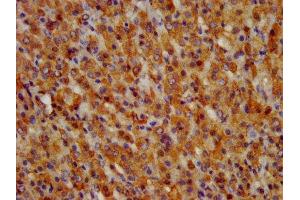 IHC image of ABIN7153683 diluted at 1:300 and staining in paraffin-embedded human adrenal gland tissue performed on a Leica BondTM system.