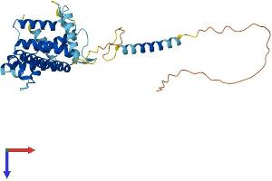 TMEM115 Protein (AA 1-350) (His tag)